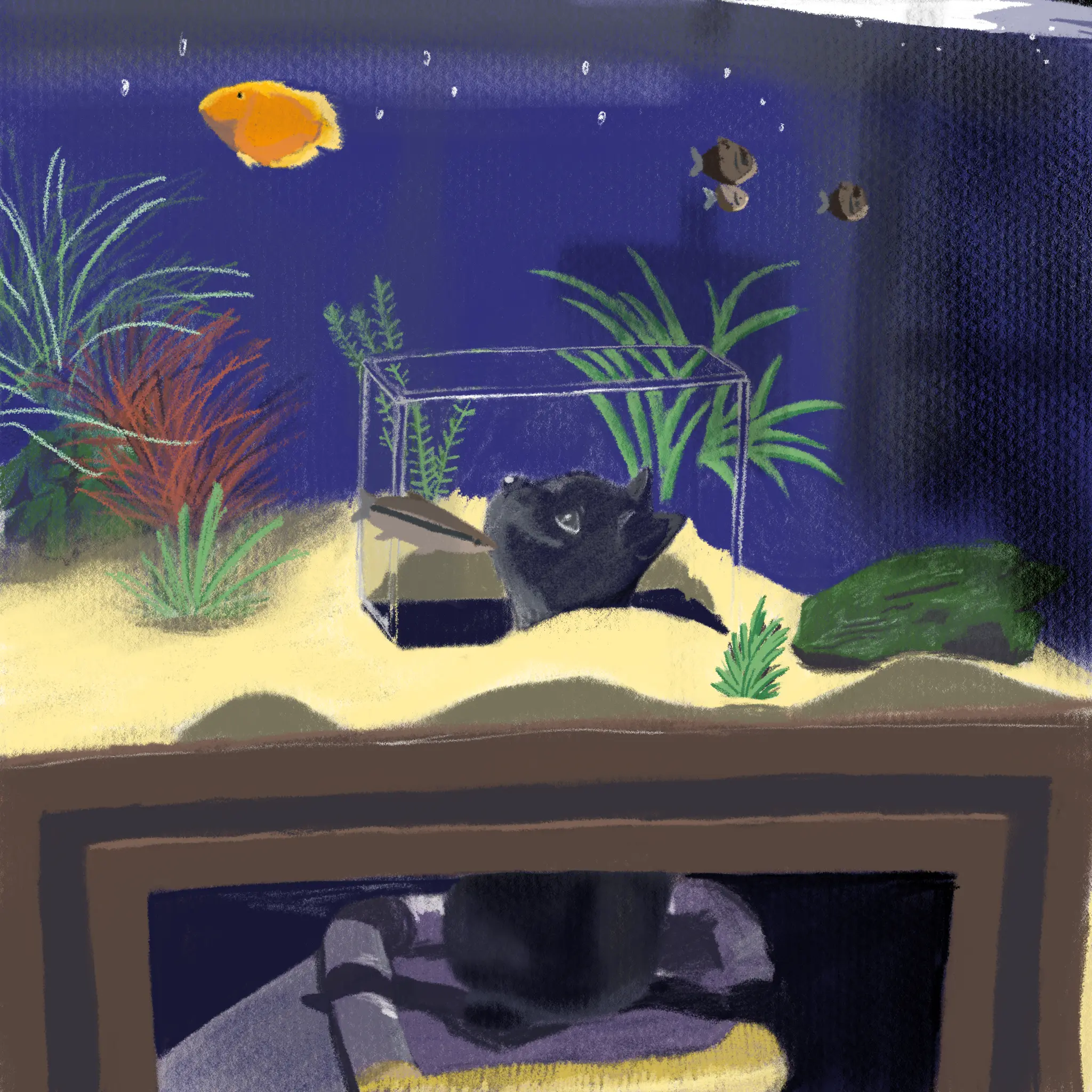 画了一张在鱼缸下面向上看的猫
